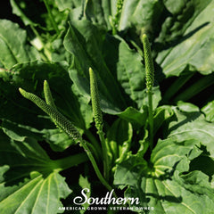 Plantain – 100 Seeds