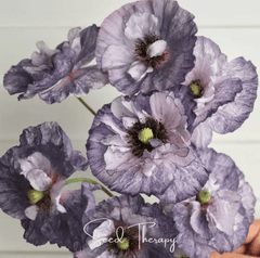 Amazing Grey Poppy – 25 Seeds