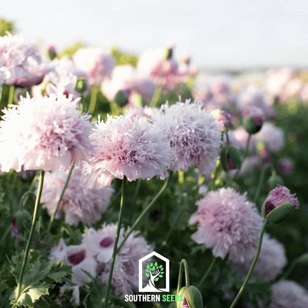 Lilac Pompon Poppy – 100 Seeds