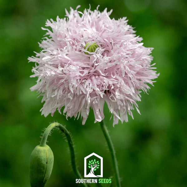 Lilac Pompon Poppy – 100 Seeds