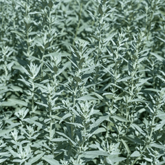 Prairie Sage – 100 Seeds