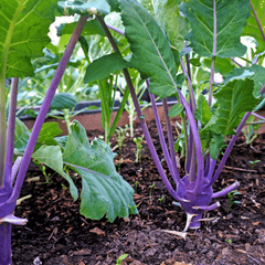 Purple Vienna Kohlrabi – 100 Seeds