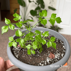 Radermachera Sinica 'China Doll' Plant Seeds