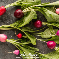 Easter Egg Radish – 250 Seeds