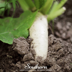 White Icicle Radish – 100 Seeds