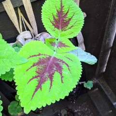 Rainbow Coleus Seeds