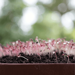 Red Garnet Amaranth – 250 Seeds
