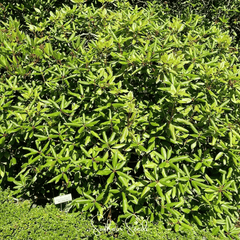 Carolina Azalea Rhododendron – 100 Seeds