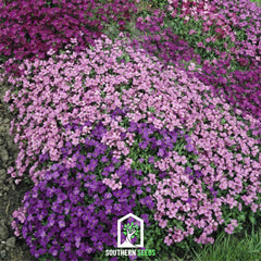 Royal Rockcress Mix – 100 Seeds