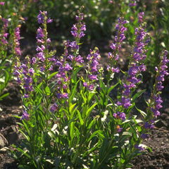 Penstemon, Rocky Mountain (pack)