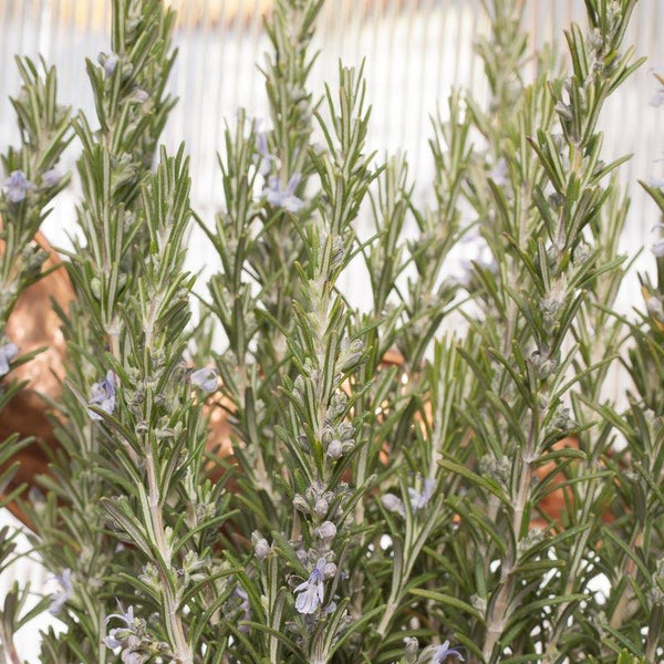 Rosemary Seeds (Organic)