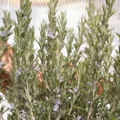 Rosemary Seeds (Organic)