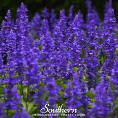 Blue Sage – 100 Seeds