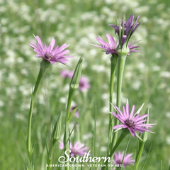 Mammoth Sandwich Island Salsify – 50 Seeds
