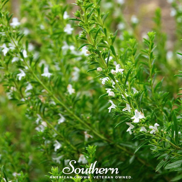Winter Savory – 100 Seeds