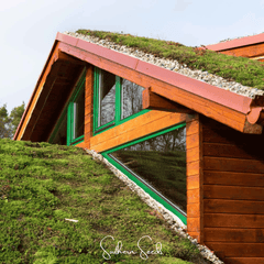 Sedum Roof Mix – 500 Seeds