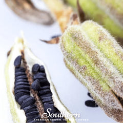 Black Sesame – 500 Seeds