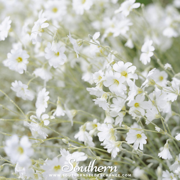Snow in Summer Chickweed – 100 Seeds