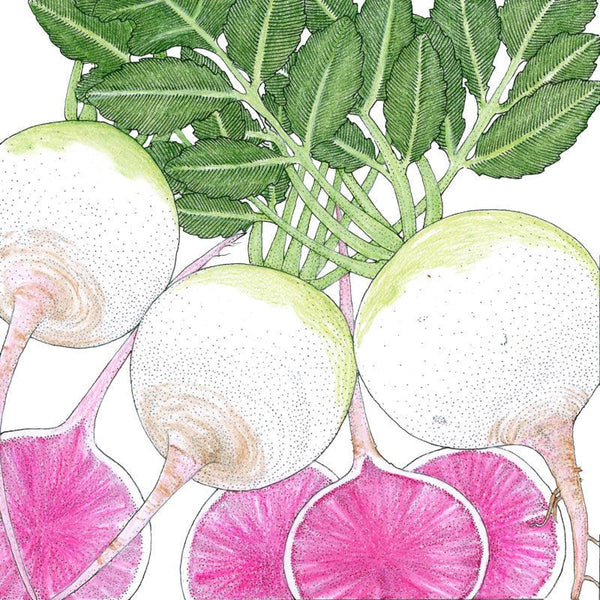Watermelon Radish Seeds (Organic)