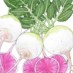 Watermelon Radish Seeds (Organic)