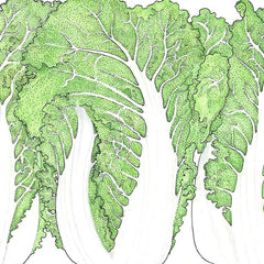 Napa Bilko Cabbage Seeds (Organic)