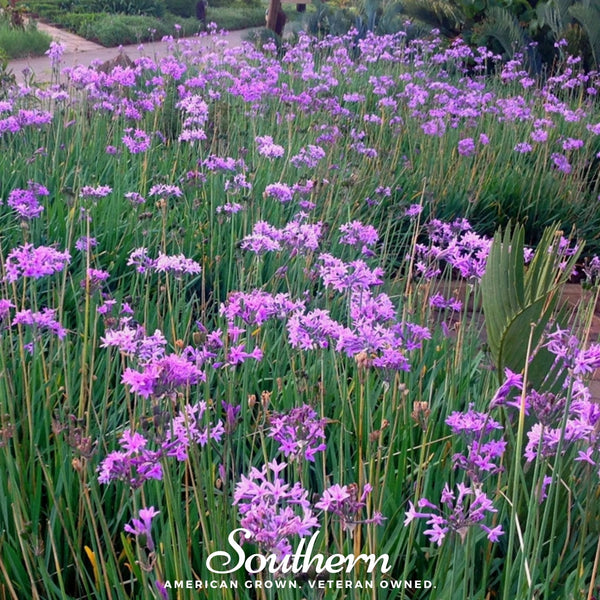 Society Garlic – 20 Seeds