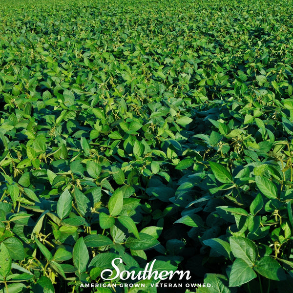 Tohya Soybean – 50 Seeds