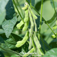 Tohya Soybean – 50 Seeds