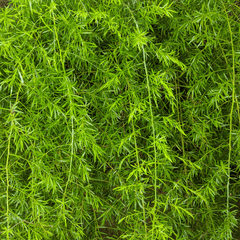 Sprengeri Asparagus Fern – 15 Seeds