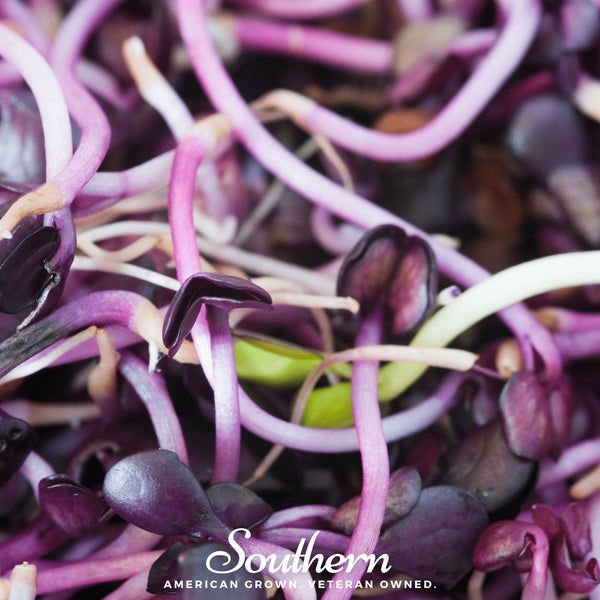 Rambo Purple Sprout – 100 Seeds