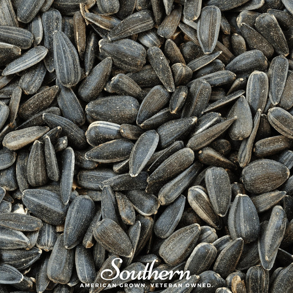 Black Oil Sunflower Sprout – 500 Seeds