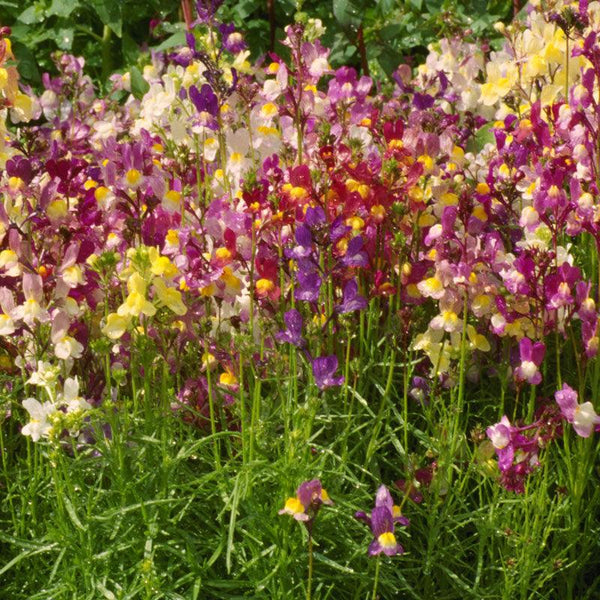 Snapdragon, Spurred (1/4 lb)