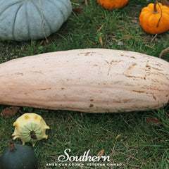Pink Banana Squash – 25 Seeds