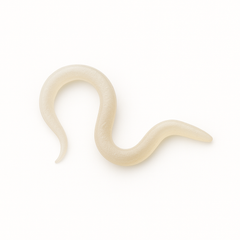 Sf Nematodes