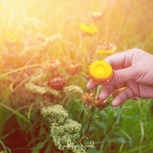 Yellow Strawflower – 100 Seeds