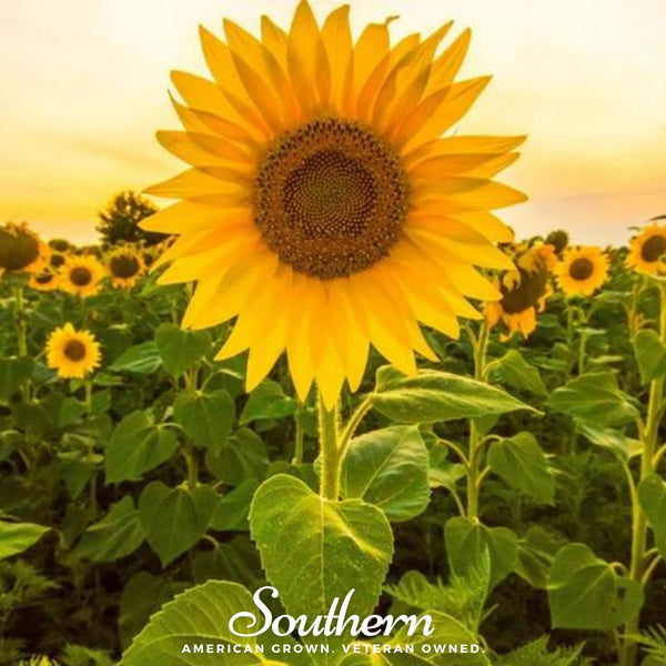 Mammoth Grey Stripe Sunflower – 25 Seeds
