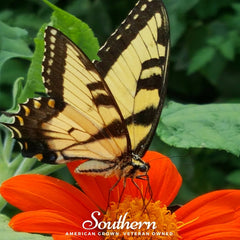 Mexican Sunflower – 50 Seeds