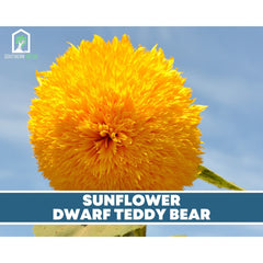 Sunflower Seed Collection – 6 Varieties