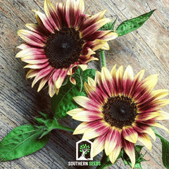Strawberry Blonde Sunflower – 25 Seeds