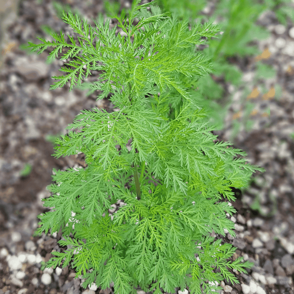 Sweet Annie – 50 Seeds