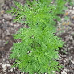 Sweet Annie – 50 Seeds