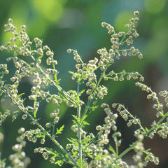 Sweet Annie – 50 Seeds