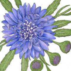 Bachelor Buttons Seed Pack