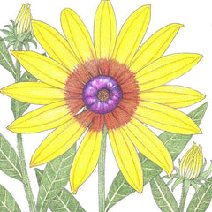 Daisy, Gloriosa (pack)
