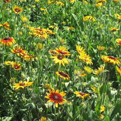 Daisy, Gloriosa (pack)