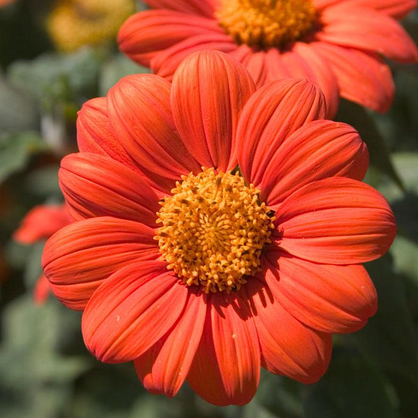 Mexican Sunflower (1/4 lb)