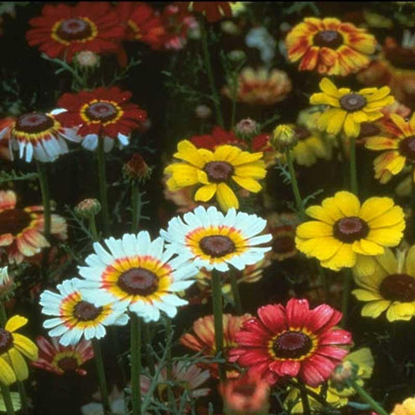 Daisy, Tricolor Mix (pack)
