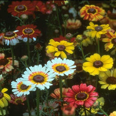 Daisy, Tricolor Mix (pack)