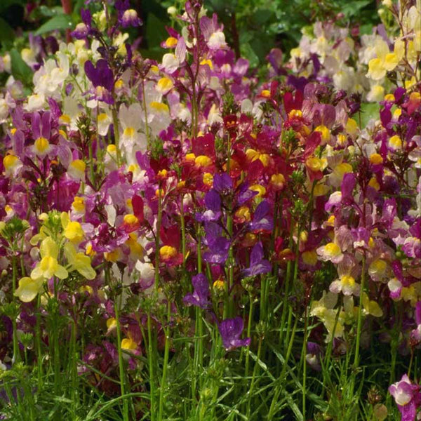 Spurred Snapdragon Seed Pack