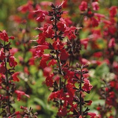 Sage, Scarlet (pack)